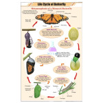 Butterfly Life Cycle Educational Chart